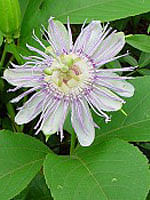 Tsa Passiflora Incarnata 50 Ml