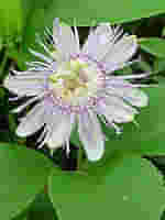 TSA PASSIFLORA INCARNATA 50 ML