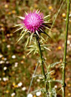 TSA SYLIBUM MARIANUM 50 ML