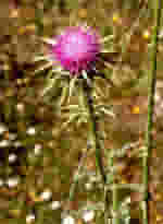 TSA SYLIBUM MARIANUM 50 ML