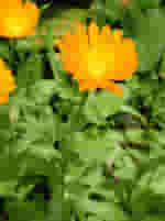 TSA CALENDULA OFFICINALIS 50 ML