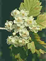 TSA CRATAEGUS OXYCANTHIA 50 ML