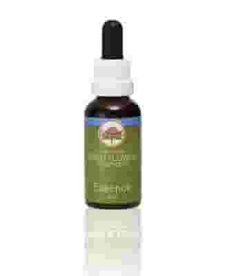 BOAB ESSENZA 15 ML 1 PEZZO