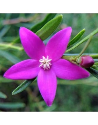 CROWEA ESSENZA 15 ML 1 PEZZO