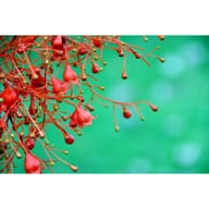 ILLAWARRA FLAME ESSENZA 15 ML 1 PEZZO