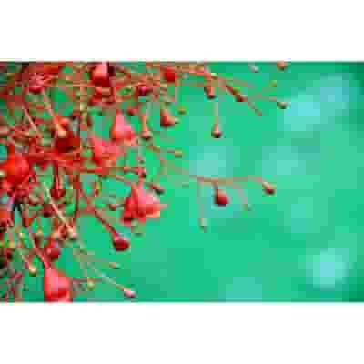 ILLAWARRA FLAME ESSENZA 15 ML 1 PEZZO