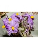 WILD POTATO BUSH ESSENZA 15 ML 1 PEZZO