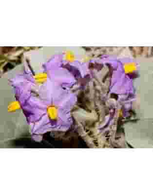 WILD POTATO BUSH ESSENZA 15 ML 1 PEZZO