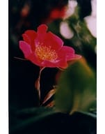 ECSTASY ESSENZA 15 ML 1 PEZZO