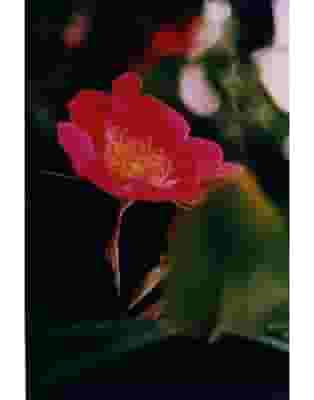 ECSTASY ESSENZA 15 ML 1 PEZZO