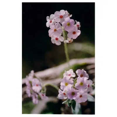 CHILDREN S FLOW ESS 15ML CHILDREN S FLOW ESS 15ML