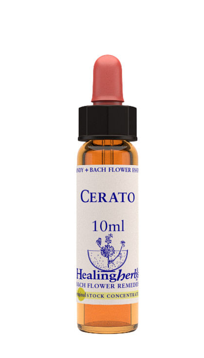 Cerato Essenza 10 Ml 1 Pezzo