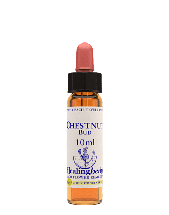 Chestnut Bud Essenza 10 Ml 1 Pezzo