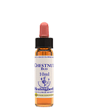 CHESTNUT BUD ESSENZA 10 ML 1 PEZZO