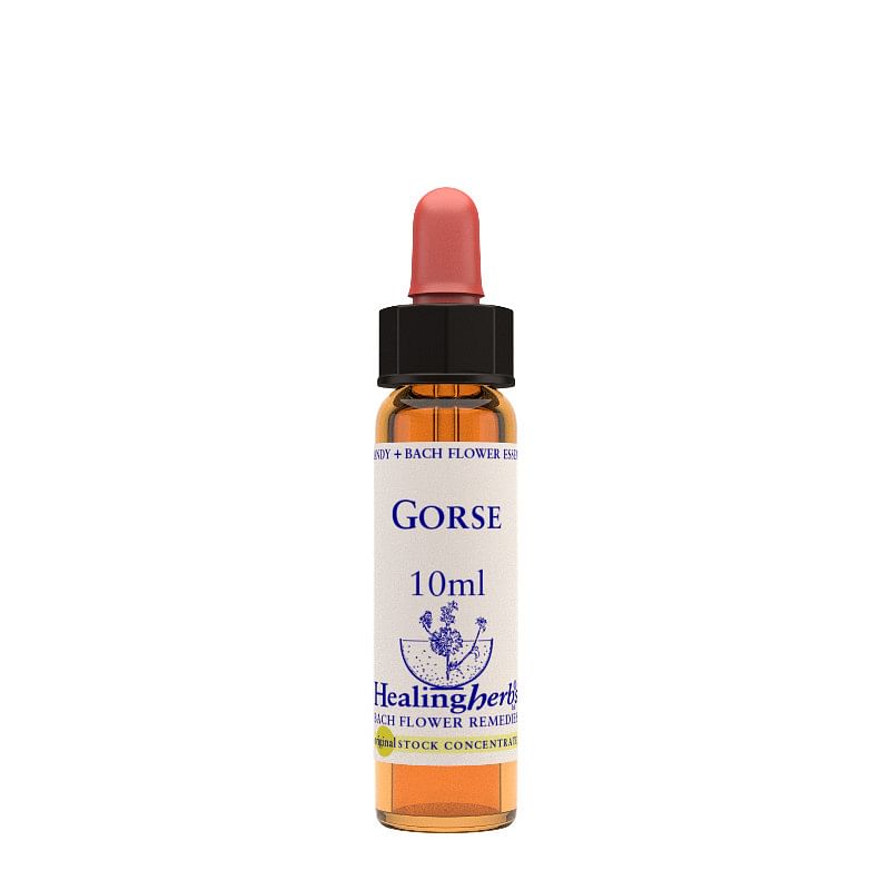 Gorse Essenza 10 Ml 1 Pezzo