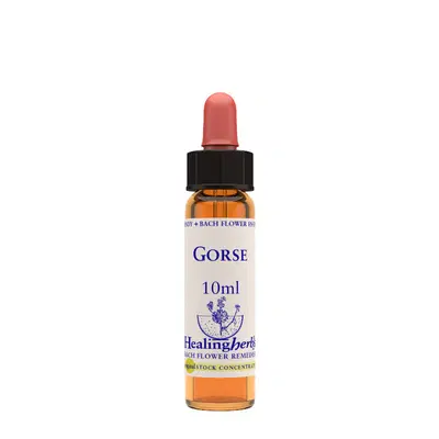 GORSE ESSENZA 10 ML 1 PEZZO GORSE ESSENZA 10 ML 1 PEZZO