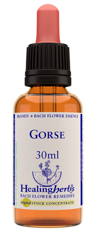 Gorse Essenza 30 Ml 1 Pezzo