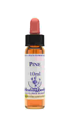 PINE ESSENZA 10 ML 1 PEZZO
