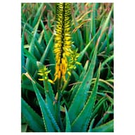 ALOE VERA ESS 7,4ML CALF