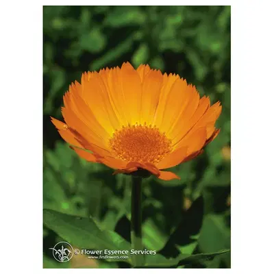 CALENDULA ESS 7,4ML CALF CALENDULA ESS 7,4ML CALF