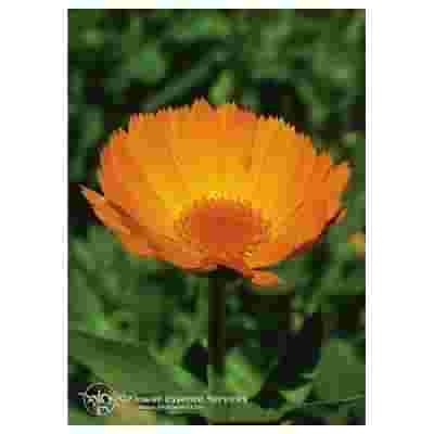 CALENDULA ESS 7,4ML CALF