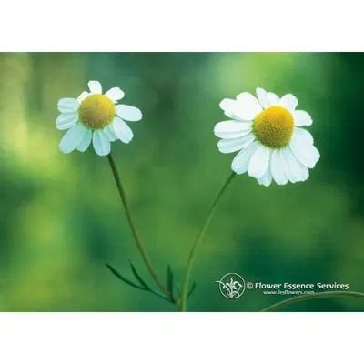 CHAMOMILE ESS 7,4ML CALF CHAMOMILE ESS 7,4ML CALF