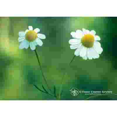 CHAMOMILE ESS 7,4ML CALF
