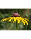 BLACK EYED SUSAN ESS7,4ML CALF