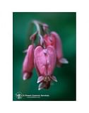 BLEEDING HEART ESS 7,4ML CALF