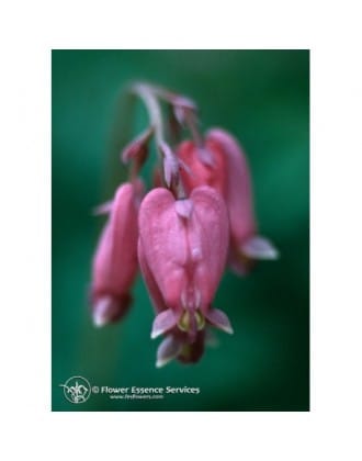 Bleeding Heart Ess 7,4 Ml Calf