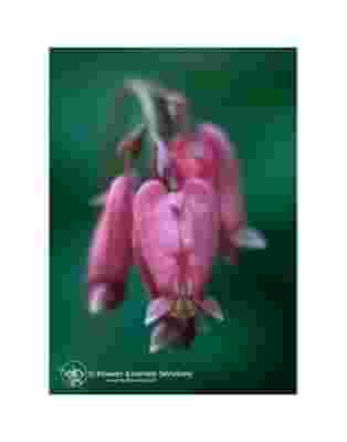BLEEDING HEART ESS 7,4ML CALF