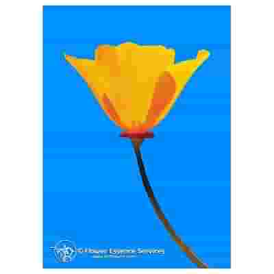 CALIFORNIA POPPY 7,4ML CALF