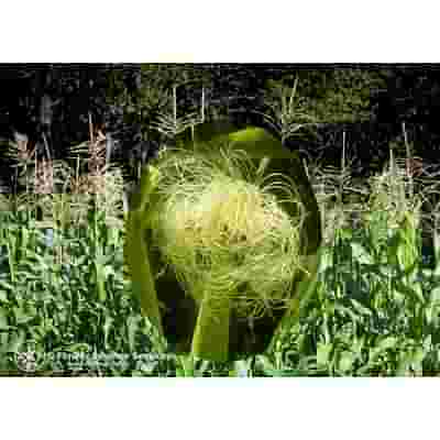 CORN ESS 7,4ML CALF