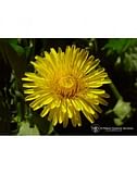 DANDELION ESS 7,4ML CALF