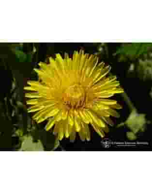 DANDELION ESS 7,4ML CALF