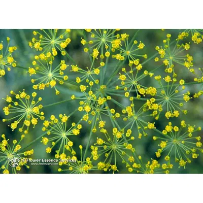 DILL ESS 7,4ML CALF DILL ESS 7,4ML CALF