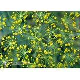 DILL ESS 7,4ML CALF