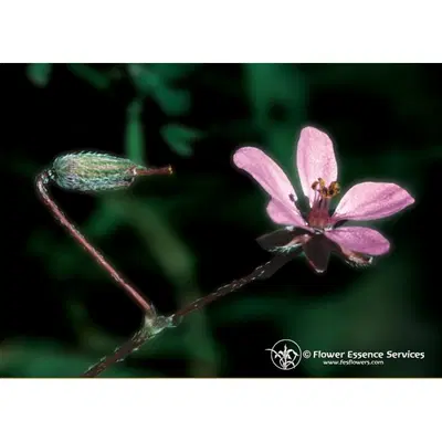 FILAREE ESS 7,4ML CALF FILAREE ESS 7,4ML CALF