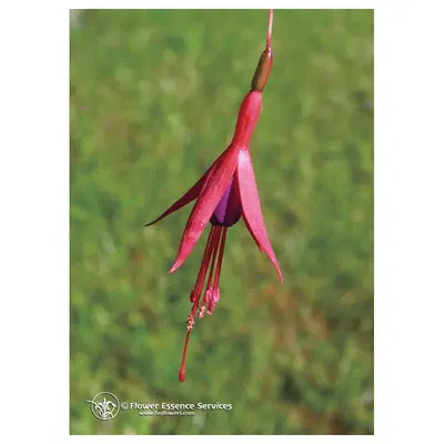 FUCHSIA ESS 7,4ML CALF FUCHSIA ESS 7,4ML CALF