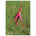 FUCHSIA ESS 7,4ML CALF