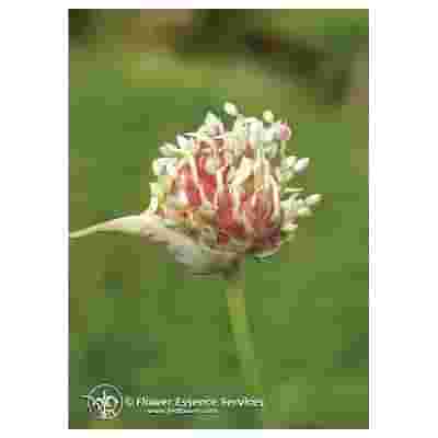 GARLIC ESS 7,4ML CALF