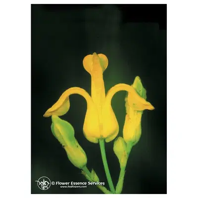 GOLDEN EAR DROPS 7,4ML CALF GOLDEN EAR DROPS 7,4ML CALF