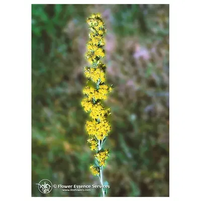GOLDENROD ESS 7,4ML CALF GOLDENROD ESS 7,4ML CALF