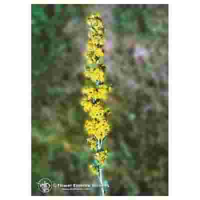 GOLDENROD ESS 7,4ML CALF