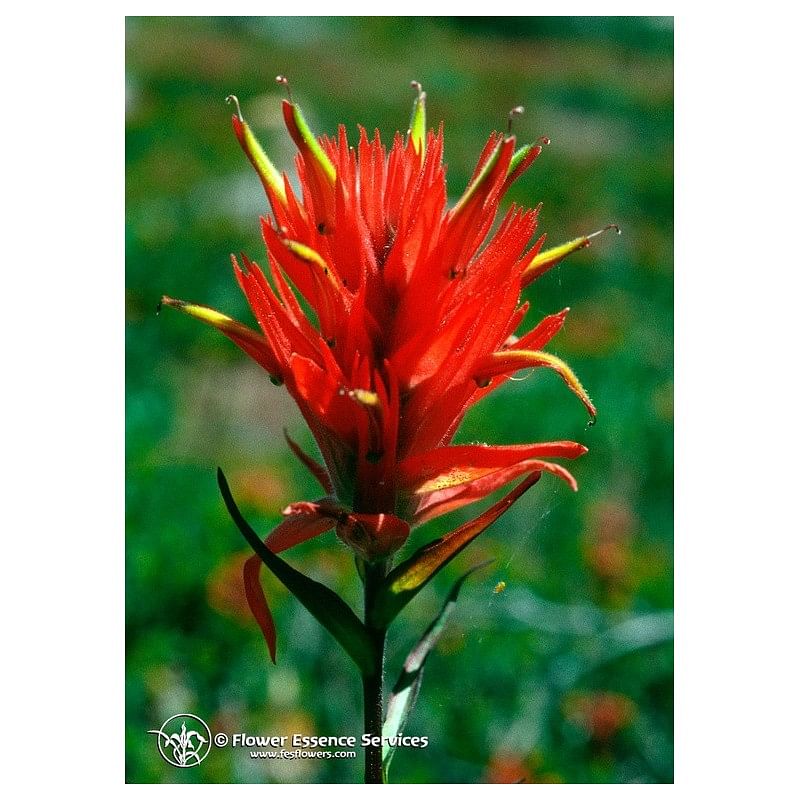 Indian Paintbrush 7,4 Ml Calf