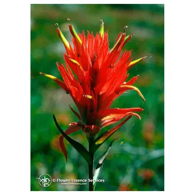 INDIAN PAINTBRUSH 7,4ML CALF INDIAN PAINTBRUSH 7,4ML CALF