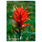 INDIAN PAINTBRUSH 7,4ML CALF