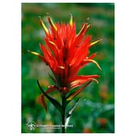INDIAN PAINTBRUSH 7,4ML CALF