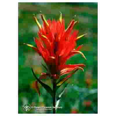 INDIAN PAINTBRUSH 7,4ML CALF