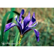 IRIS ESS 7,4ML CALF
